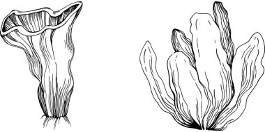 Elle çizilmiş mercanlar beyaza izole edilmiş. Çizim