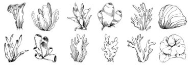 Elle çizilmiş mercanlar beyaza izole edilmiş. Çizim