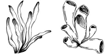 Elle çizilmiş mercanlar beyaza izole edilmiş. Çizim