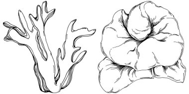 Elle çizilmiş mercanlar beyaza izole edilmiş. Çizim