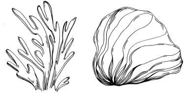 Elle çizilmiş mercanlar beyaza izole edilmiş. Çizim