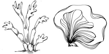 Elle çizilmiş mercanlar beyaza izole edilmiş. Çizim