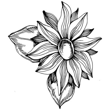 Ayçiçeği yazı. İzole botanik çiçeği, yapraklar. Siyah ve beyaz oymalı mürekkep resimleri. Yaprak bitkisi, botanik bahçesi çiçek yaprakları. Yaban çiçeği yaprağı çizim elementi.