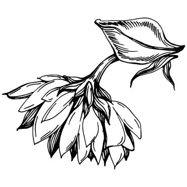 Ayçiçeği yazı. İzole botanik çiçeği, yapraklar. Siyah ve beyaz oymalı mürekkep resimleri. Yaprak bitkisi, botanik bahçesi çiçek yaprakları. Yaban çiçeği yaprağı çizim elementi.