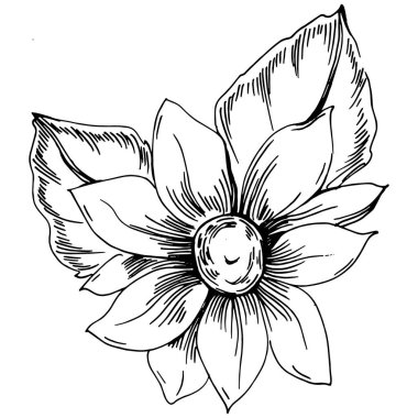 Ayçiçeği yazı. İzole botanik çiçeği, yapraklar. Siyah ve beyaz oymalı mürekkep resimleri. Yaprak bitkisi, botanik bahçesi çiçek yaprakları. Yaban çiçeği yaprağı çizim elementi.