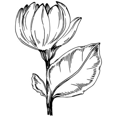 Ayçiçeği yazı. İzole botanik çiçeği, yapraklar. Siyah ve beyaz oymalı mürekkep resimleri. Yaprak bitkisi, botanik bahçesi çiçek yaprakları. Yaban çiçeği yaprağı çizim elementi.