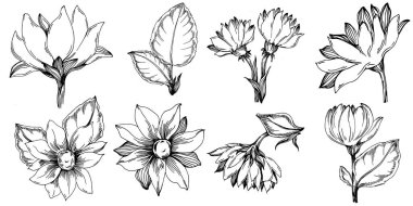 Ayçiçeği yazı. İzole botanik çiçeği, yapraklar. Siyah ve beyaz oymalı mürekkep resimleri. Yaprak bitkisi, botanik bahçesi çiçek yaprakları. Yaban çiçeği yaprağı çizim elementi.