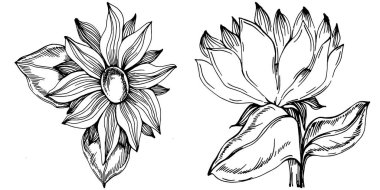 Ayçiçeği yazı. İzole botanik çiçeği, yapraklar. Siyah ve beyaz oymalı mürekkep resimleri. Yaprak bitkisi, botanik bahçesi çiçek yaprakları. Yaban çiçeği yaprağı çizim elementi.