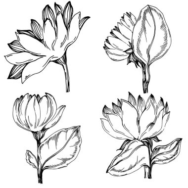 Ayçiçeği yazı. İzole botanik çiçeği, yapraklar. Siyah ve beyaz oymalı mürekkep resimleri. Yaprak bitkisi, botanik bahçesi çiçek yaprakları. Yaban çiçeği yaprağı çizim elementi.