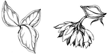 Ayçiçeği yazı. İzole botanik çiçeği, yapraklar. Siyah ve beyaz oymalı mürekkep resimleri. Yaprak bitkisi, botanik bahçesi çiçek yaprakları. Yaban çiçeği yaprağı çizim elementi.