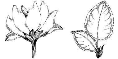 Ayçiçeği yazı. İzole botanik çiçeği, yapraklar. Siyah ve beyaz oymalı mürekkep resimleri. Yaprak bitkisi, botanik bahçesi çiçek yaprakları. Yaban çiçeği yaprağı çizim elementi.