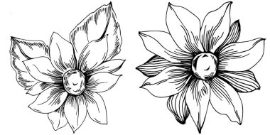 Ayçiçeği yazı. İzole botanik çiçeği, yapraklar. Siyah ve beyaz oymalı mürekkep resimleri. Yaprak bitkisi, botanik bahçesi çiçek yaprakları. Yaban çiçeği yaprağı çizim elementi.