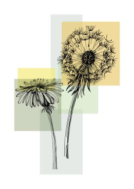Hand drawn Dandelion Isolated botanical flower, leaves. Black and white engraved sketch ink art. Leaf plant botanical garden floral foliage. Wildflower drawing leaf illustration element. Sketch drawing