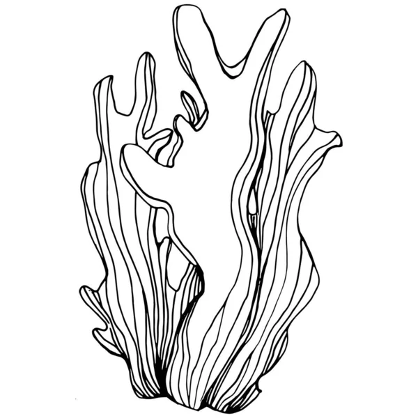 Hand Drawn Corals Isolated White Sketch Drawing —  Vetores de Stock
