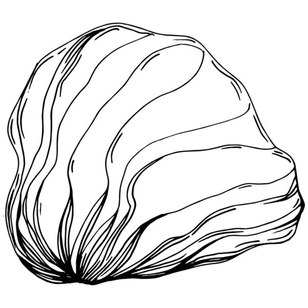 Hand Drawn Corals Isolated White Sketch Drawing — Stockvektor