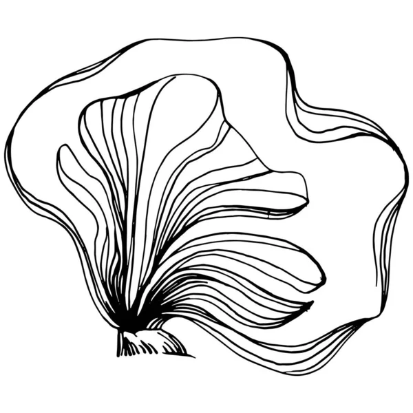 Hand Drawn Corals Isolated White Sketch Drawing — Vector de stock