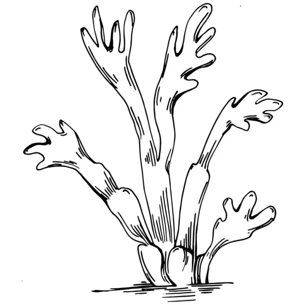 Hand Drawn Corals Isolated White Sketch Drawing — Stockvector