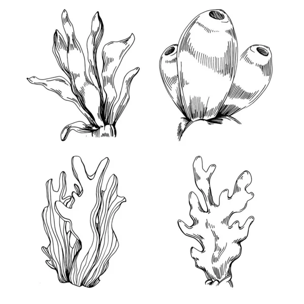 Рука Намальовані Корали Ізольовані Білому Малюнок Ескізу — стоковий вектор