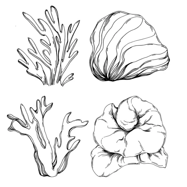 Hand Drawn Corals Isolated White Sketch Drawing — Stockvektor