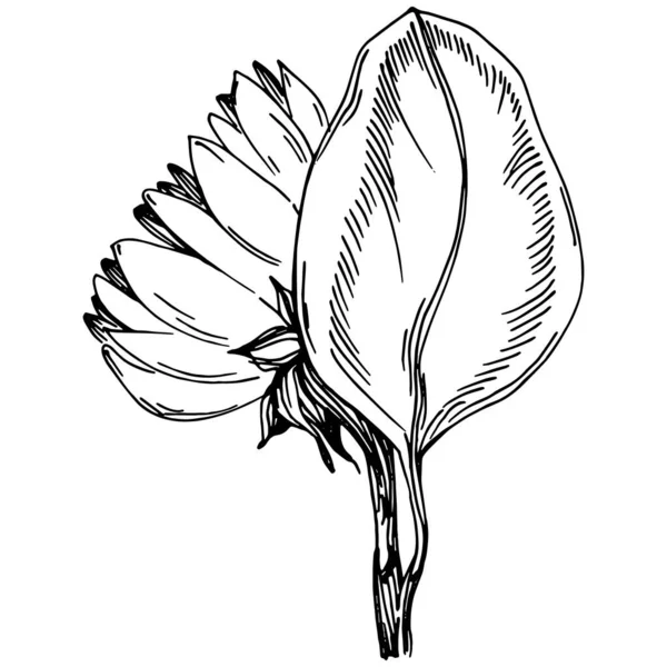 Sunflower Isolated Botanical Flower Leaves Black White Engraved Sketch Ink — Stok Vektör