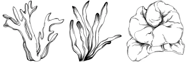 Coralli Disegnati Mano Isolati Bianco Disegno Schizzo — Vettoriale Stock
