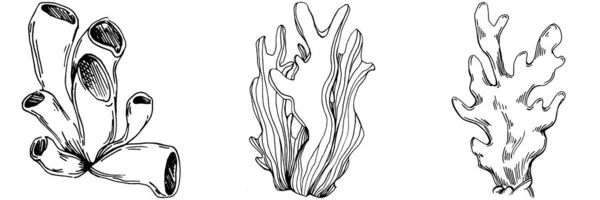 Hand Drawn Corals Isolated White Sketch Drawing — Stock vektor