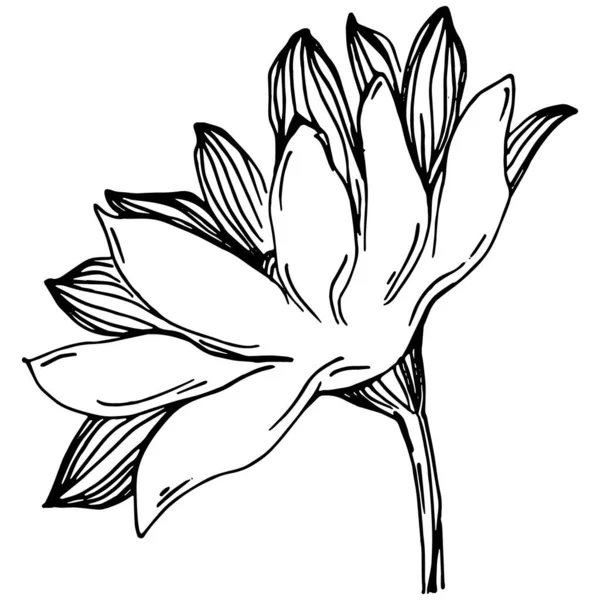 Słonecznikowe Lato Odizolowany Kwiat Botaniczny Liście Czarno Biały Grawerowany Tusz — Wektor stockowy