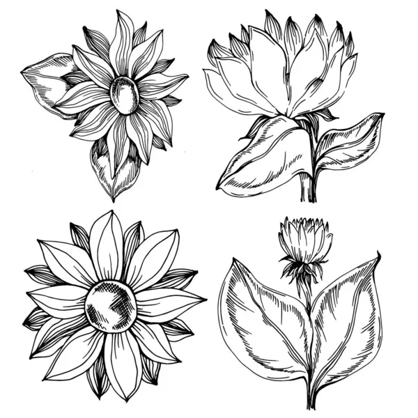 Verano Girasol Flor Botánica Aislada Hojas Dibujo Grabado Blanco Negro — Archivo Imágenes Vectoriales
