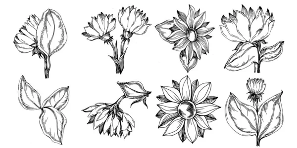 Slunečnicové Léto Izolovaná Botanická Květina Listy Černobílý Rytý Kreslený Inkoust — Stockový vektor