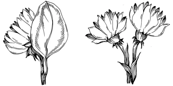 Sunflower Summer Isolated Botanical Flower Leaves Black White Engraved Sketch — 스톡 벡터