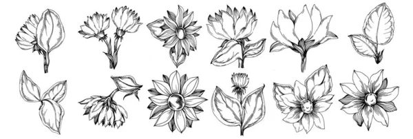 Ayçiçeği Yazı Zole Botanik Çiçeği Yapraklar Siyah Beyaz Oymalı Mürekkep — Stok Vektör