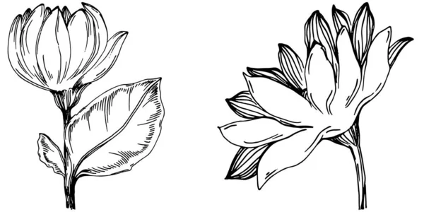 Подсолнух Летом Изолированный Ботанический Цветок Листья Черно Белый Рисунок Гравировкой — стоковый вектор