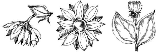 해바라기 식물의 나뭇잎 있습니다 흑백의 스케치 작품이죠 장미꽃 식물의 잎이다 — 스톡 벡터