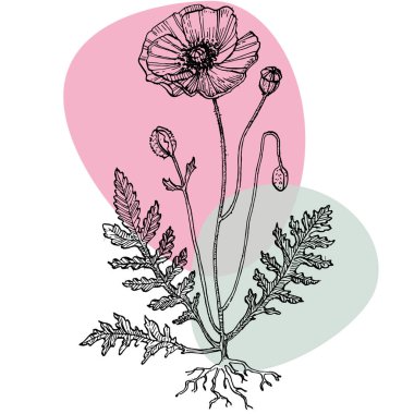 Modern sanat gelinciklerinin moda renkli posterleri. Soyut el çiçekleri, geometrik elementleri ve dokunuşları, yaprakları ve çiçekleri çiziyor. Sosyal medya için modern tasarım, davetiye, kartpostallar, duvar sanatı için baskı.