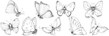 Kelebek Karalama Böcekleri resimleme