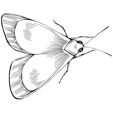 Kelebek Karalama Böcekleri resimleme
