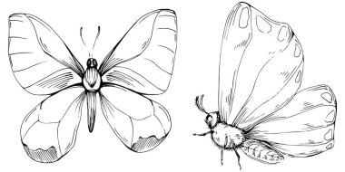 Kelebek Karalama Böcekleri resimleme