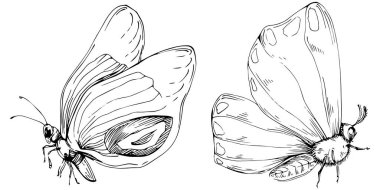 Kelebek Karalama Böcekleri resimleme