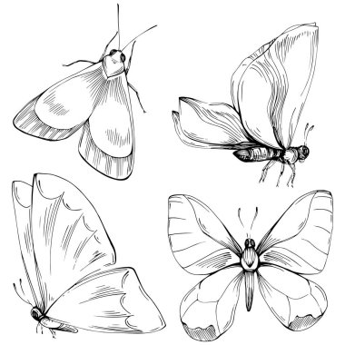 Kelebek Karalama Böcekleri resimleme