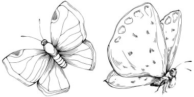 Kelebek Karalama Böcekleri resimleme