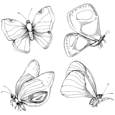 Kelebek Karalama Böcekleri resimleme