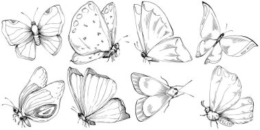 Kelebek Karalama Böcekleri resimleme