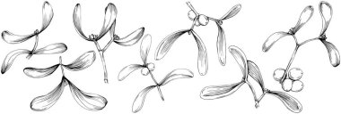 Ökse otu çizimi. Keçiboynuzu ağacı doğası oymalı bir tasvir. Detaylı bitki ürünü. Tasarım logosu, menü, etiket, simge, pul için en iyisi.