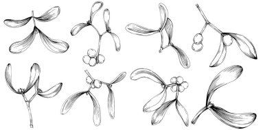 Ökse otu çizimi. Keçiboynuzu ağacı doğası oymalı bir tasvir. Detaylı bitki ürünü. Tasarım logosu, menü, etiket, simge, pul için en iyisi.