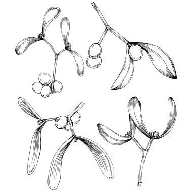 Ökse otu çizimi. Keçiboynuzu ağacı doğası oymalı bir tasvir. Detaylı bitki ürünü. Tasarım logosu, menü, etiket, simge, pul için en iyisi.