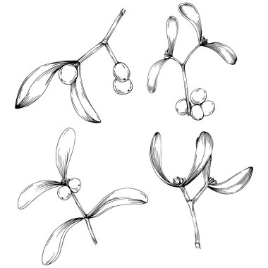 Ökse otu çizimi. Keçiboynuzu ağacı doğası oymalı bir tasvir. Detaylı bitki ürünü. Tasarım logosu, menü, etiket, simge, pul için en iyisi.