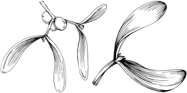 Ökse otu çizimi. Keçiboynuzu ağacı doğası oymalı bir tasvir. Detaylı bitki ürünü. Tasarım logosu, menü, etiket, simge, pul için en iyisi.