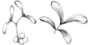 Ökse otu çizimi. Keçiboynuzu ağacı doğası oymalı bir tasvir. Detaylı bitki ürünü. Tasarım logosu, menü, etiket, simge, pul için en iyisi.