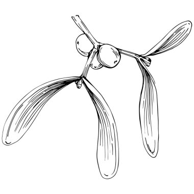 Ökse otu çizimi. Keçiboynuzu ağacı doğası oymalı bir tasvir. Detaylı bitki ürünü. Tasarım logosu, menü, etiket, simge, pul için en iyisi.