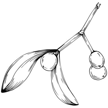 Ökse otu çizimi. Keçiboynuzu ağacı doğası oymalı bir tasvir. Detaylı bitki ürünü. Tasarım logosu, menü, etiket, simge, pul için en iyisi.